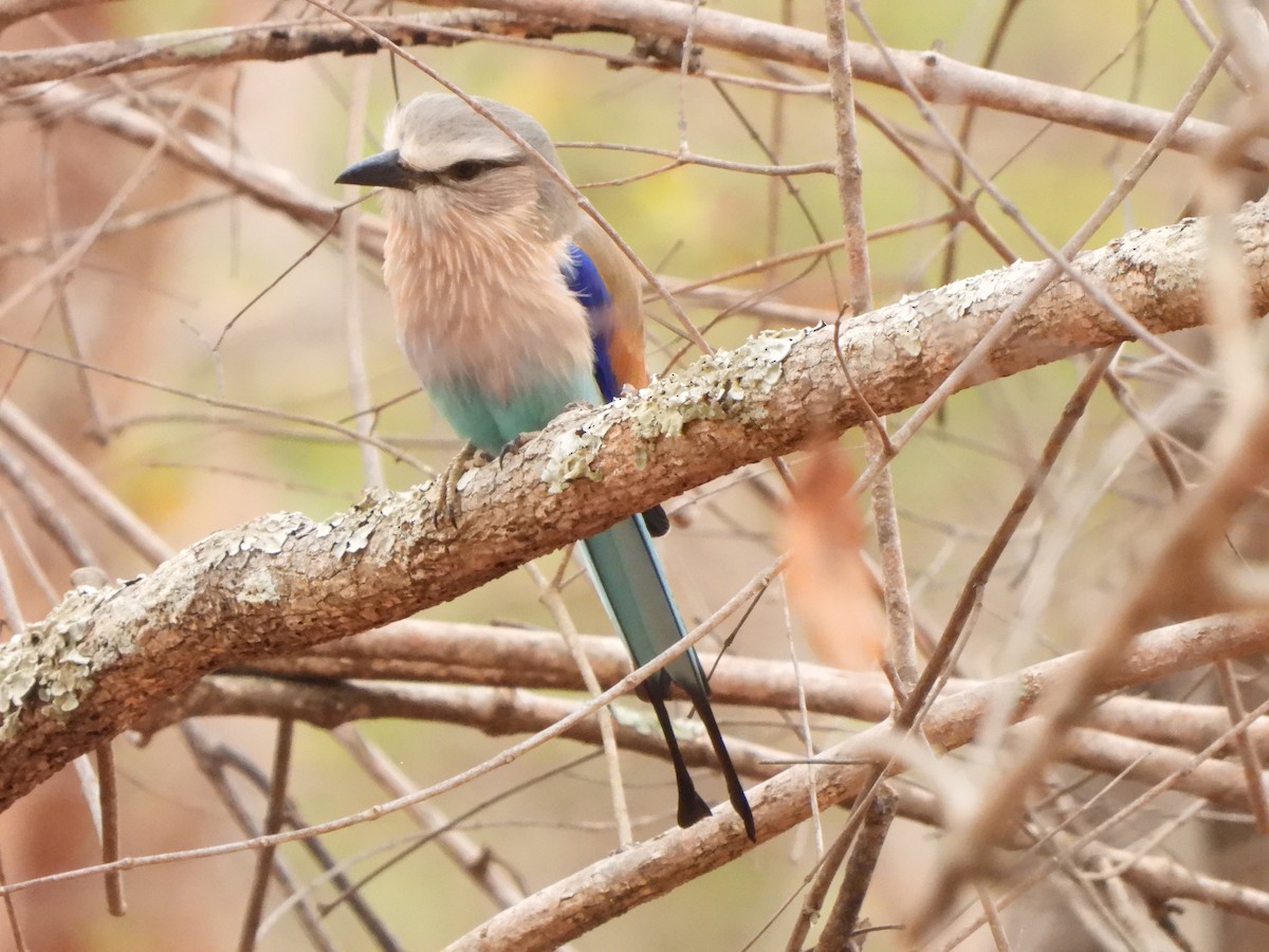 Racket-tailed Roller - ML616906964