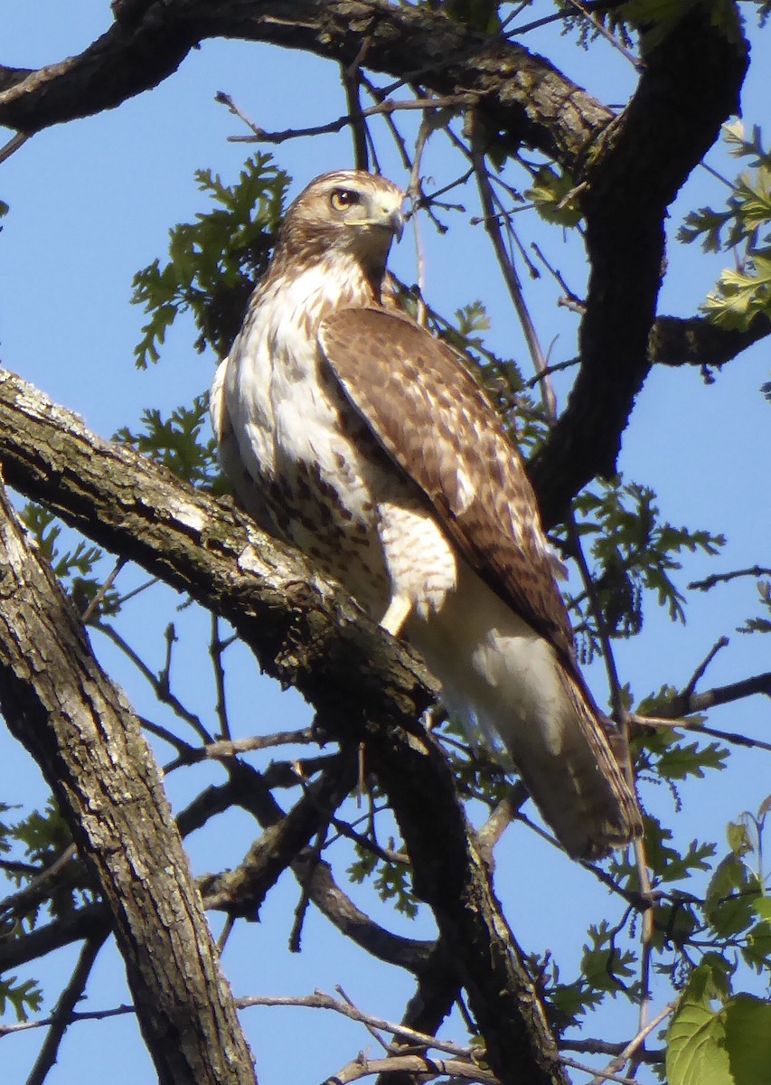 Red-tailed Hawk - ML616906965