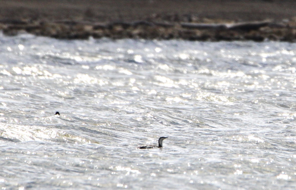eBird Checklist 4 Apr 2024 Saylorville ReservoirRed Feather