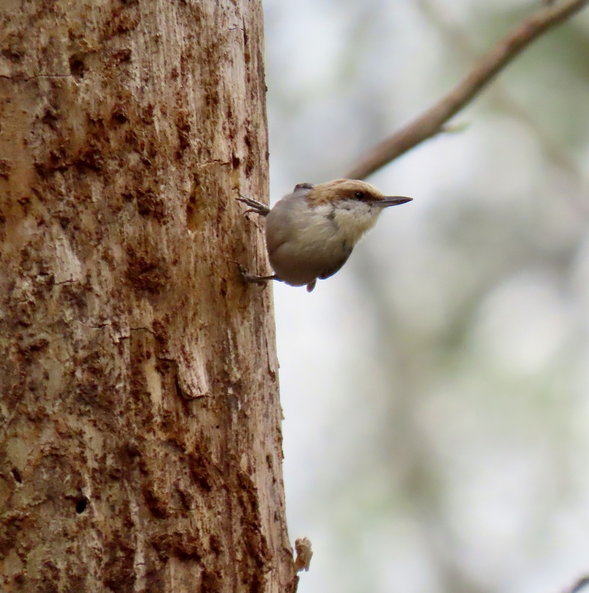 Brown-headed Nuthatch - Claire Sullivan