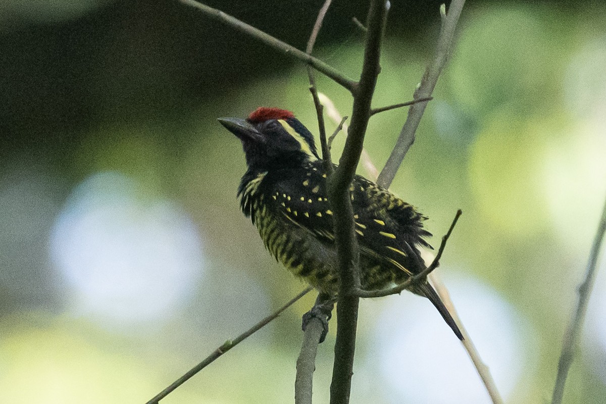 Yellow-spotted Barbet - ML616907179