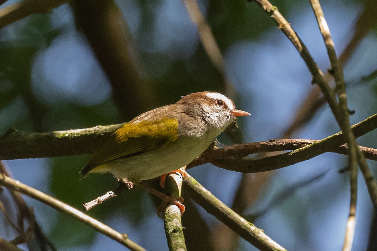 White-browed Crombec - ML616907207