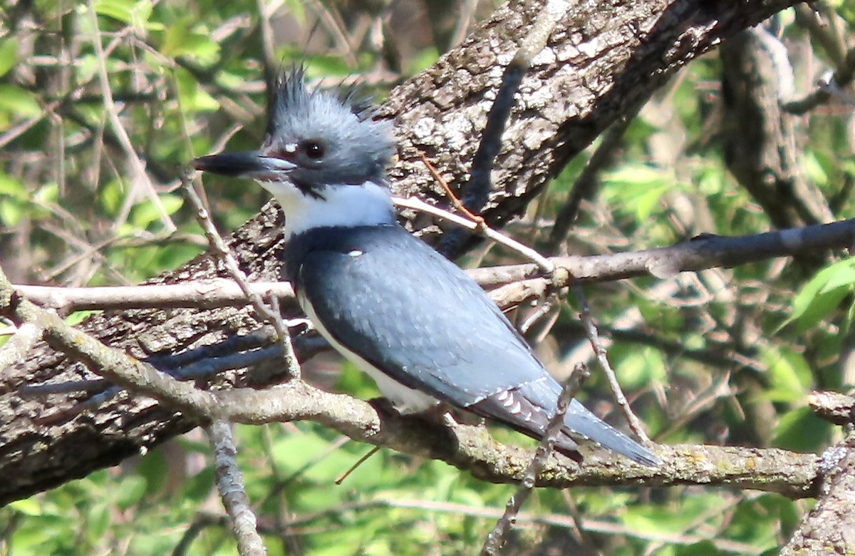 Belted Kingfisher - ML616907226