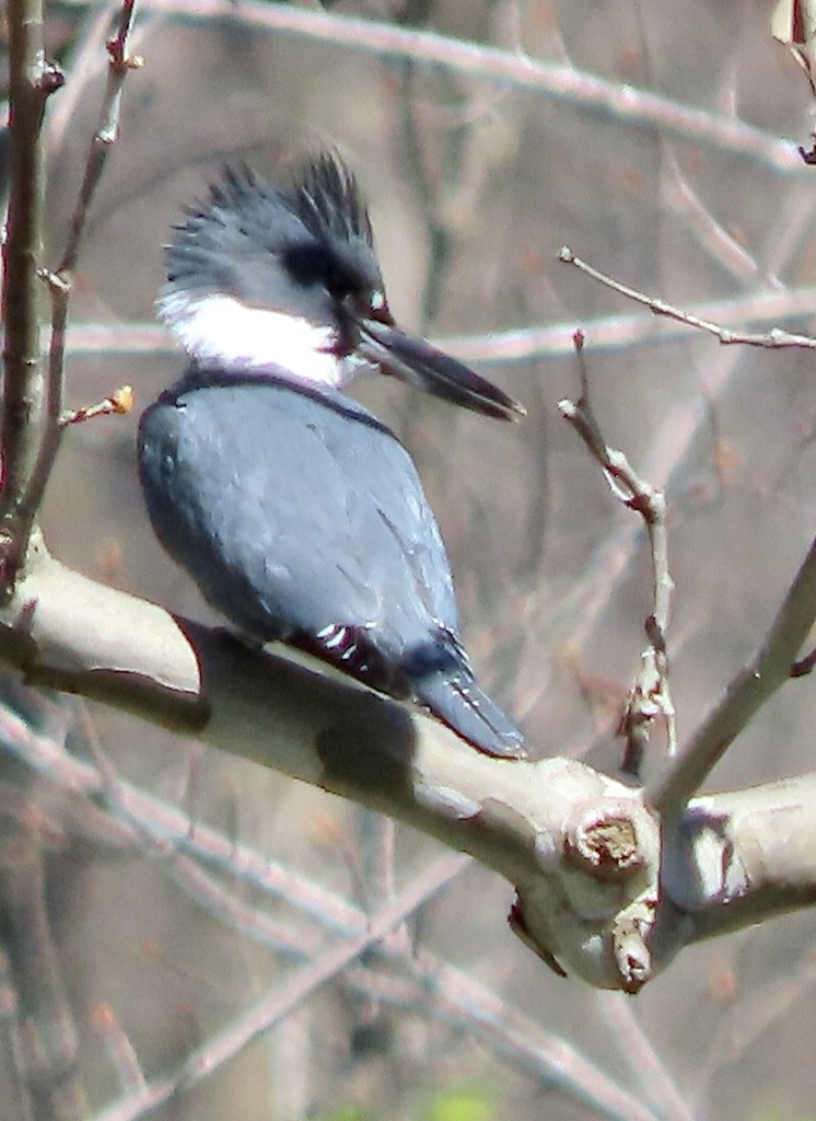 Belted Kingfisher - ML616907227