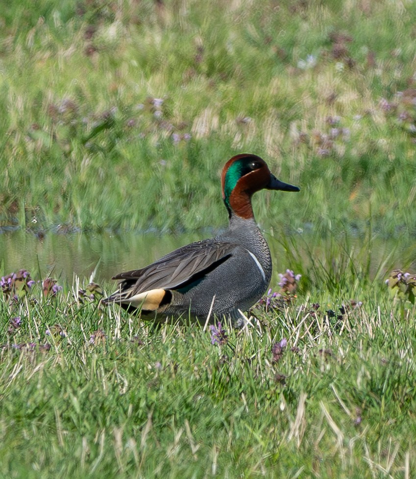 Green-winged Teal - ML616907258