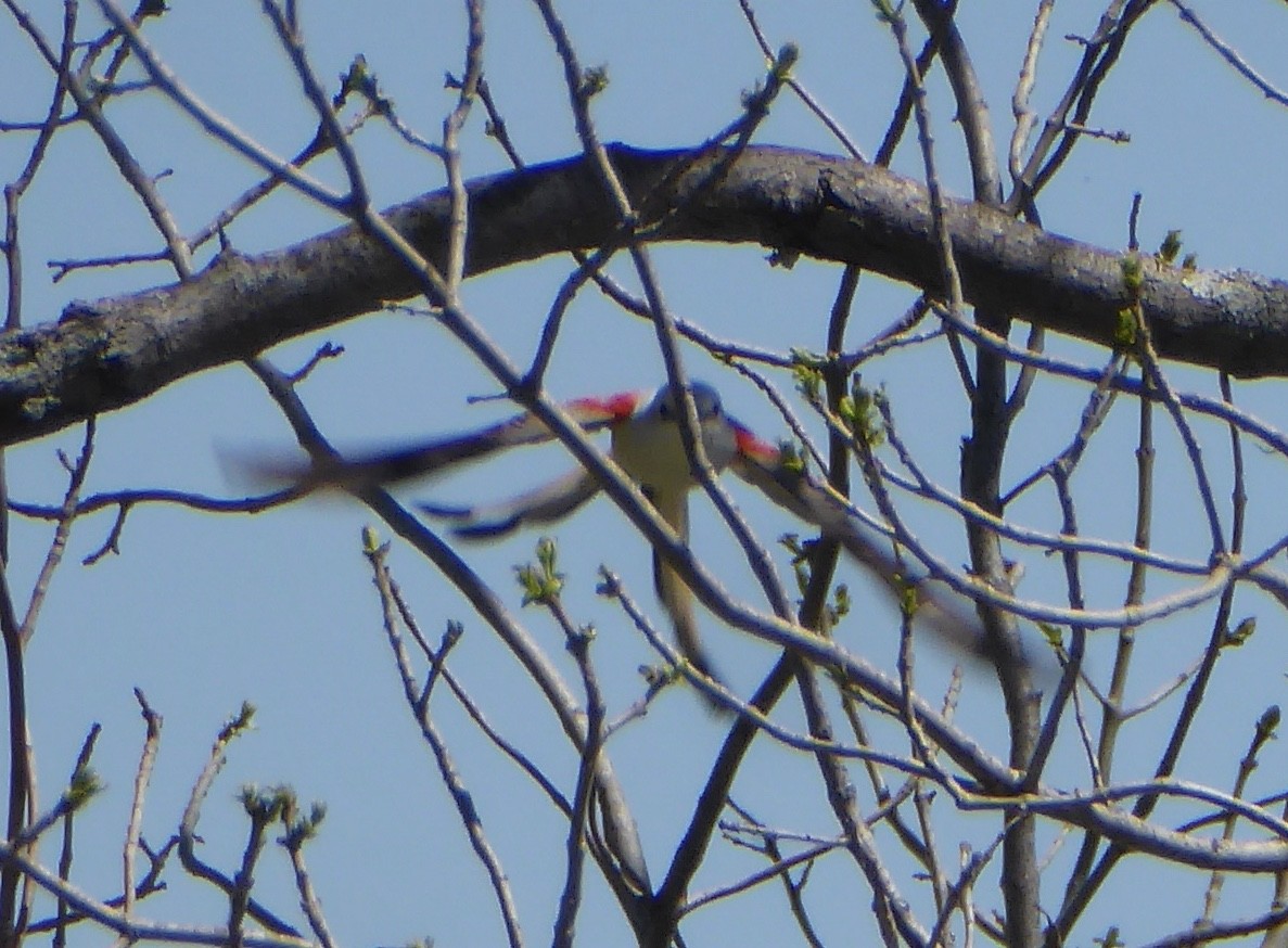 Scissor-tailed Flycatcher - ML616907290