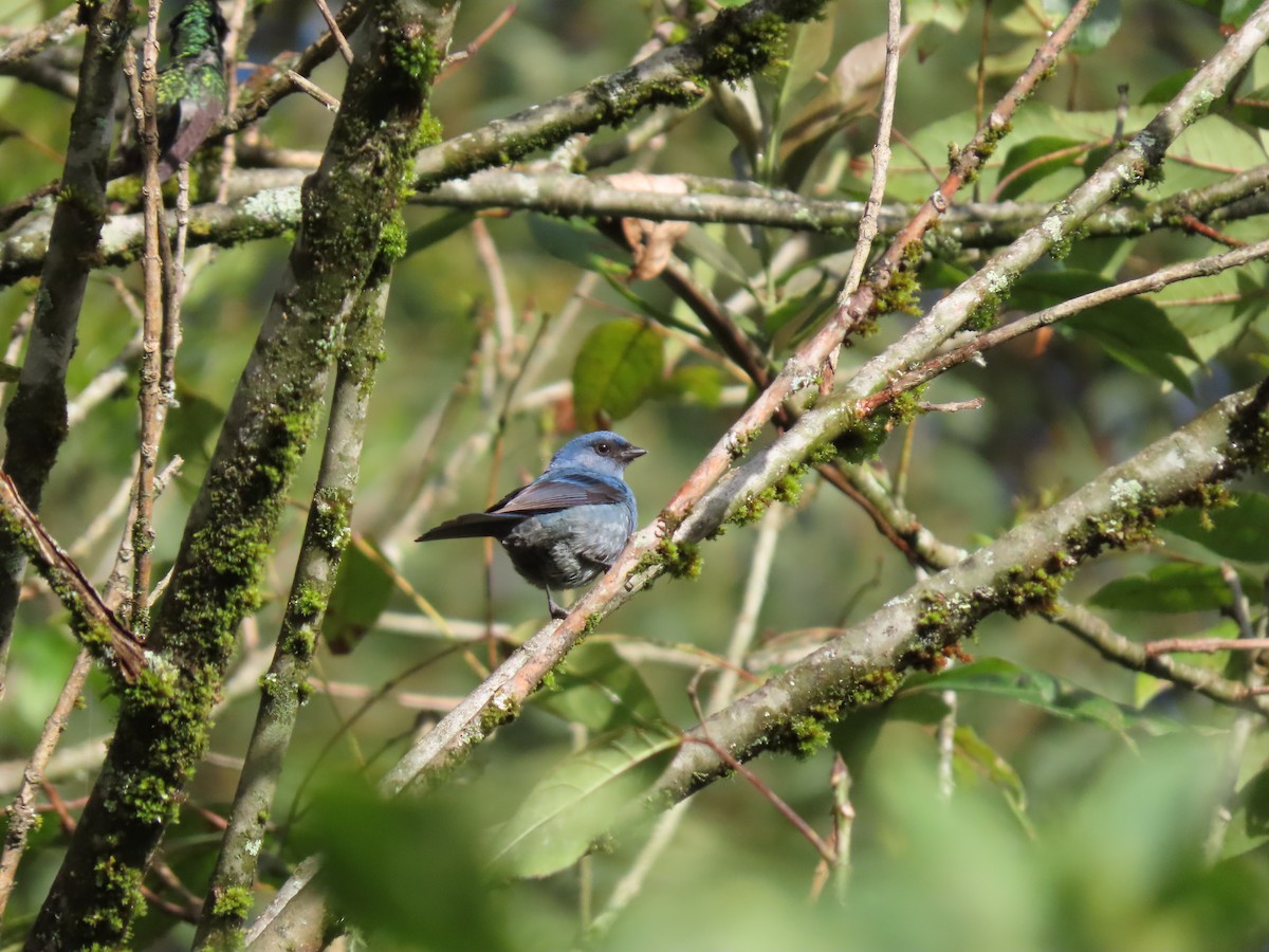 Blue-and-black Tanager - ML616907365