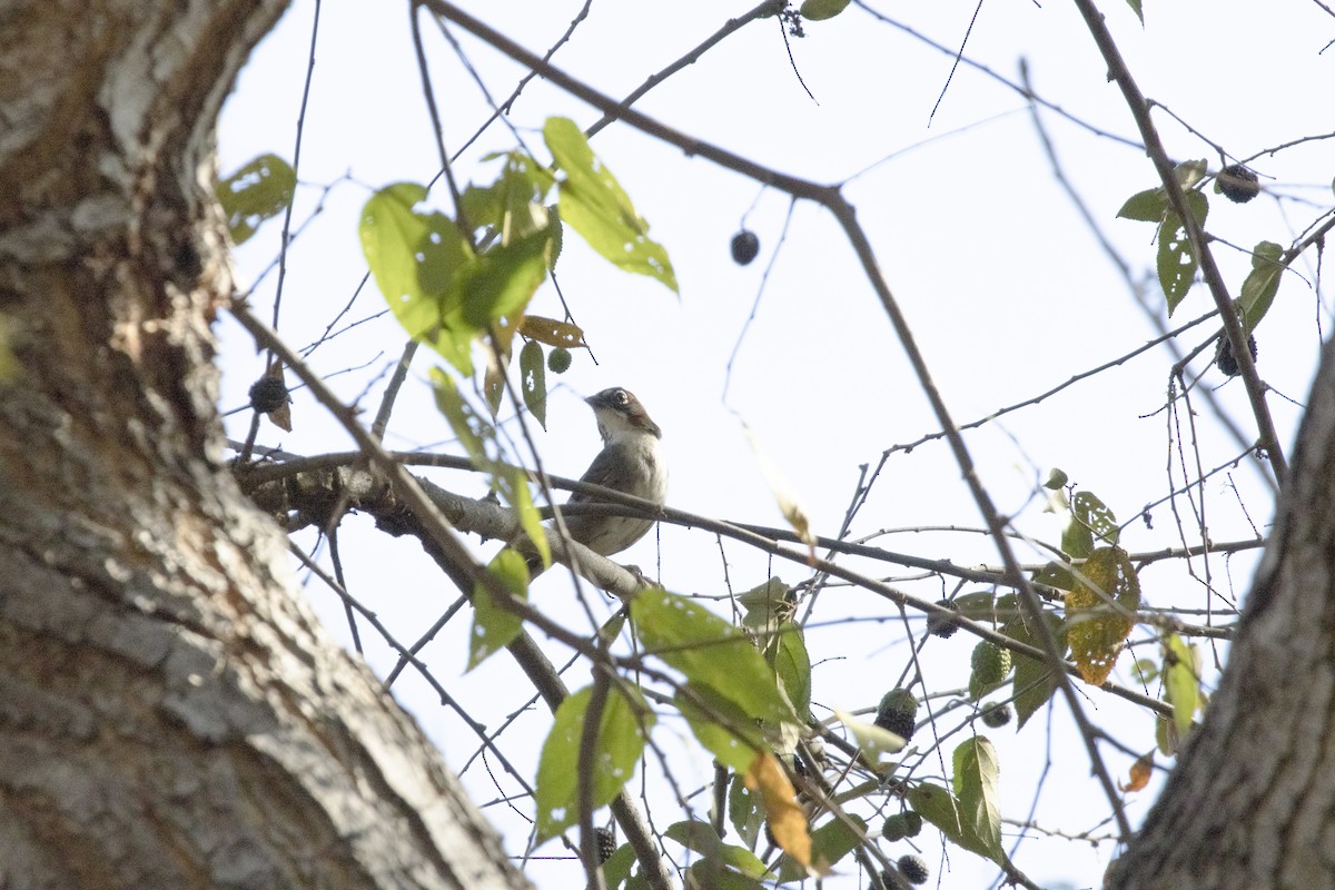 Rusty-crowned Ground-Sparrow - Edgar Knapp Uranga