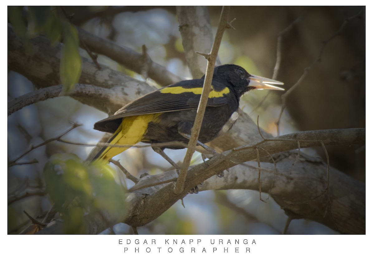 Yellow-winged Cacique - ML616907430