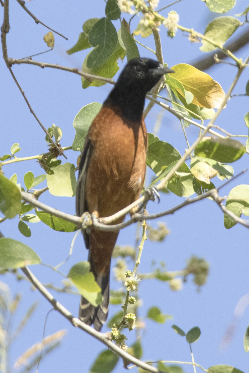 Orchard Oriole - ML616907442