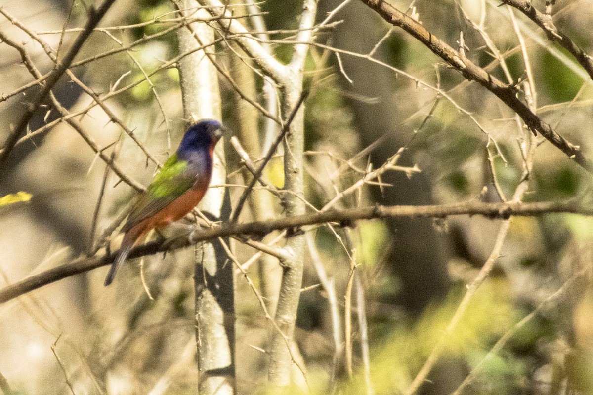 Painted Bunting - ML616907521