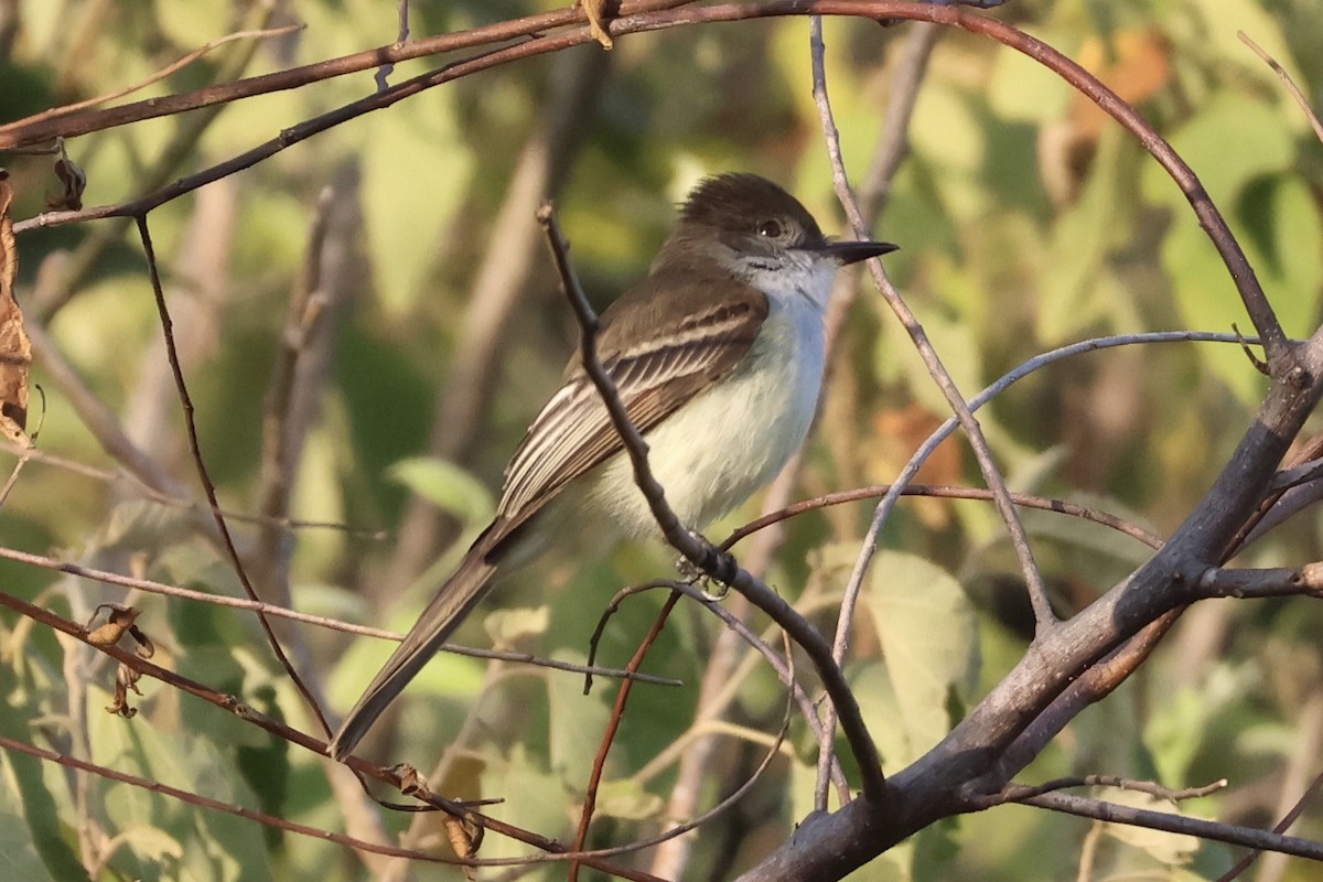 Stolid Flycatcher - Cathy Brown