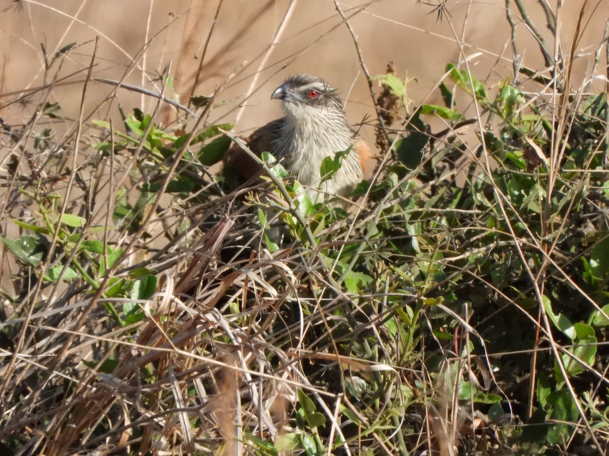 White-browed Coucal - ML616907679