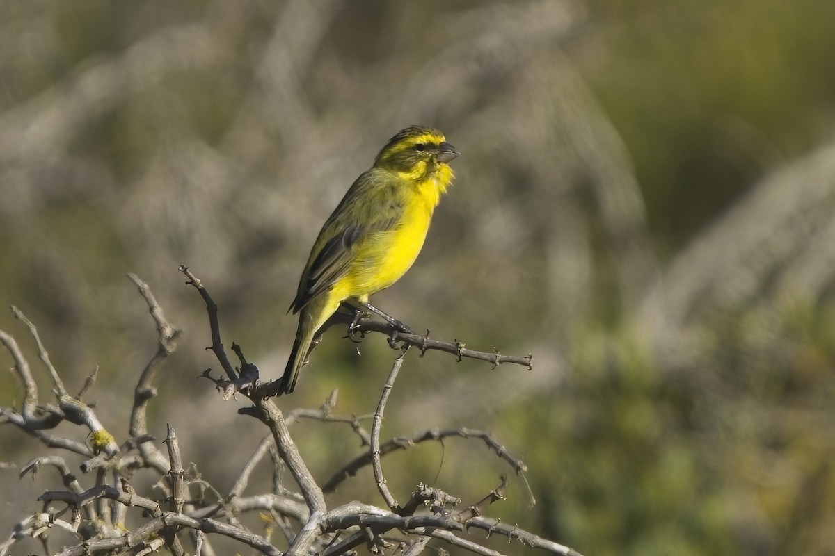 Yellow Canary - ML616907685