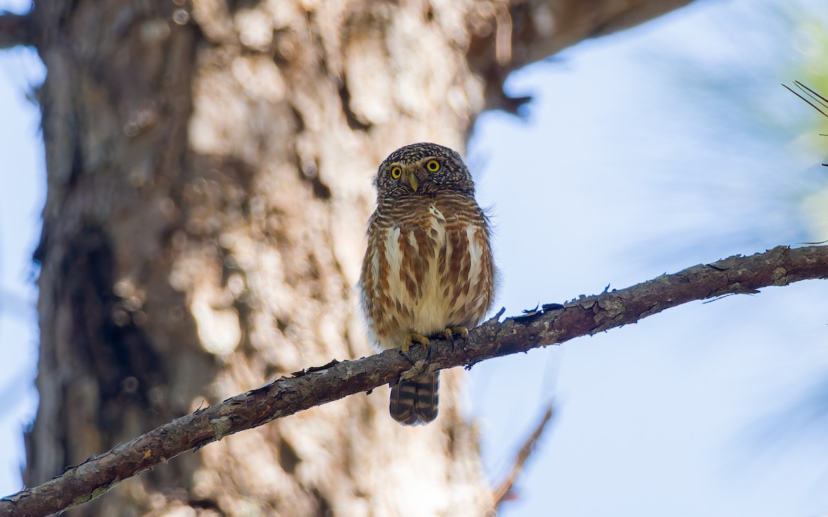 Collared Owlet - ML616907691