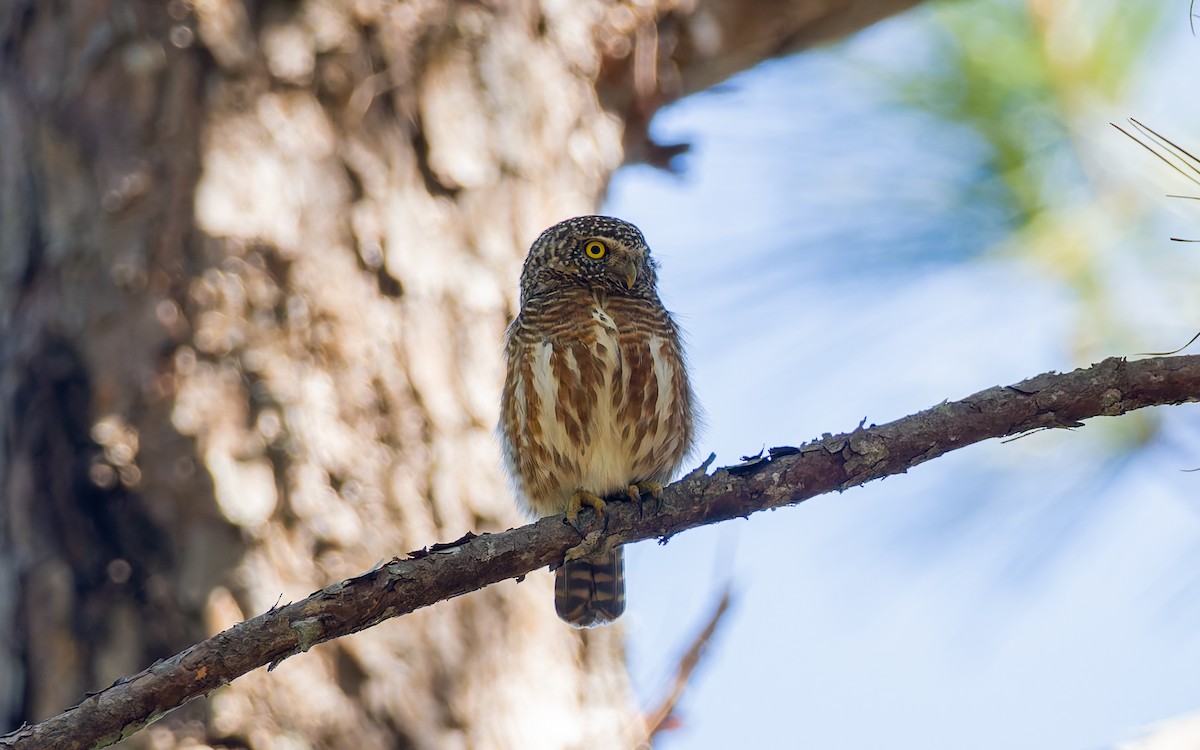 Collared Owlet - ML616907696