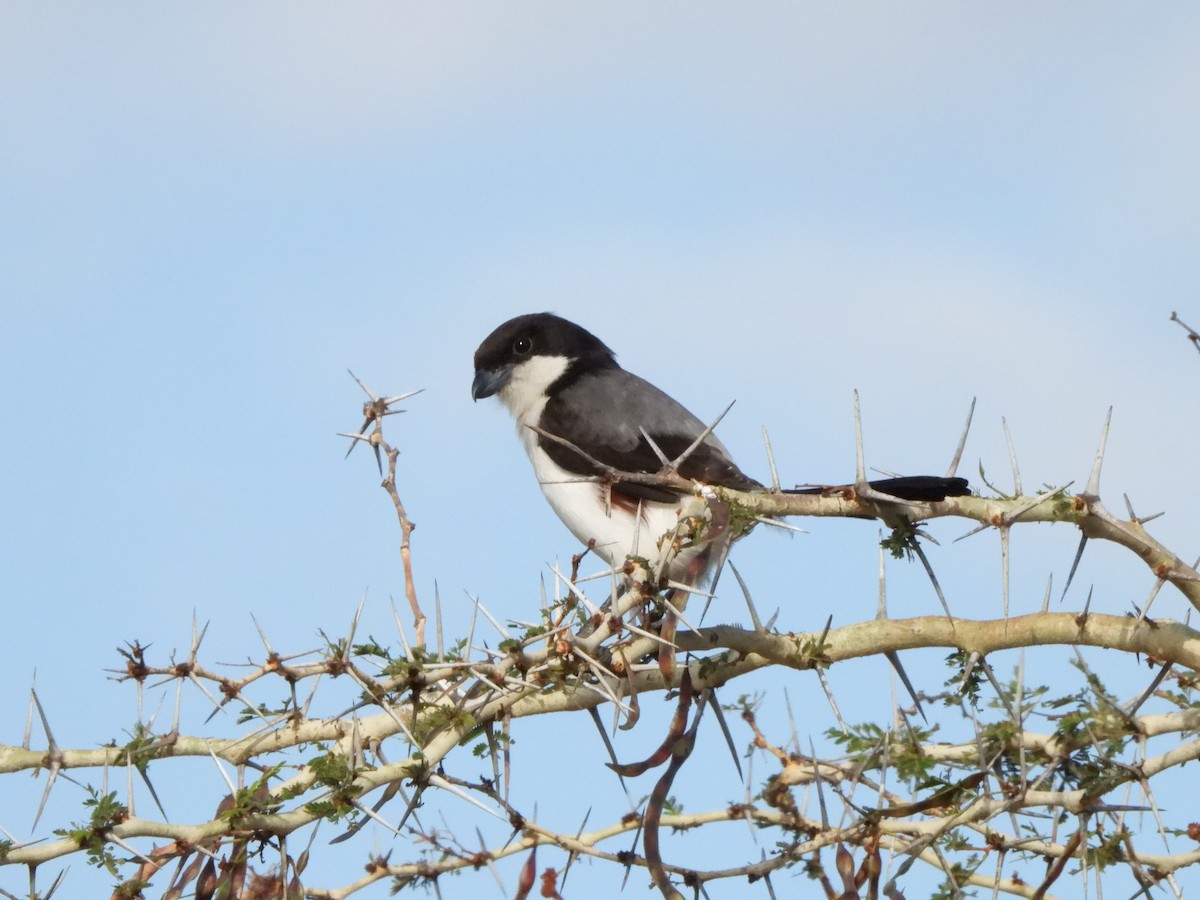 Long-tailed Fiscal - Bev Agler
