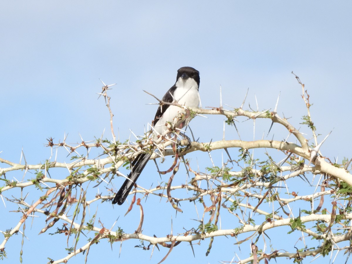 Long-tailed Fiscal - Bev Agler