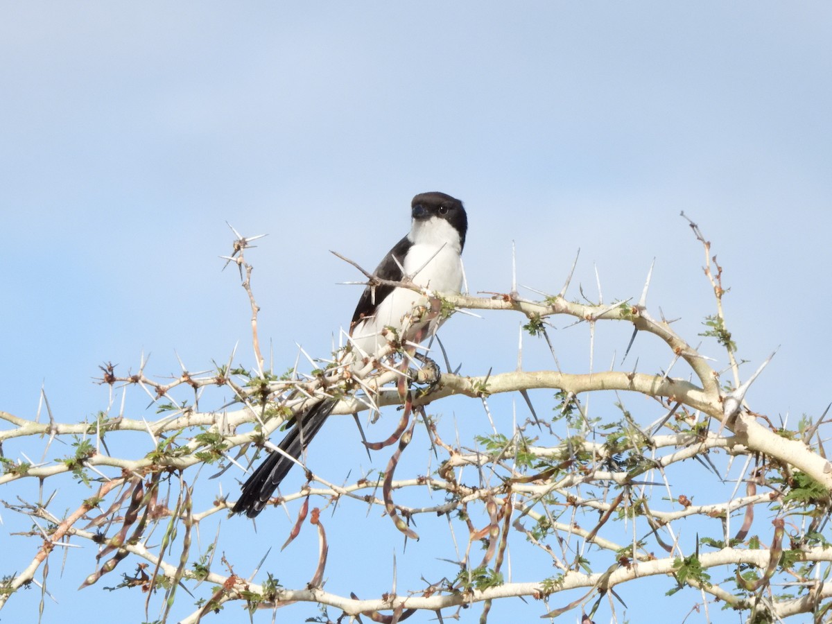 Long-tailed Fiscal - ML616907716