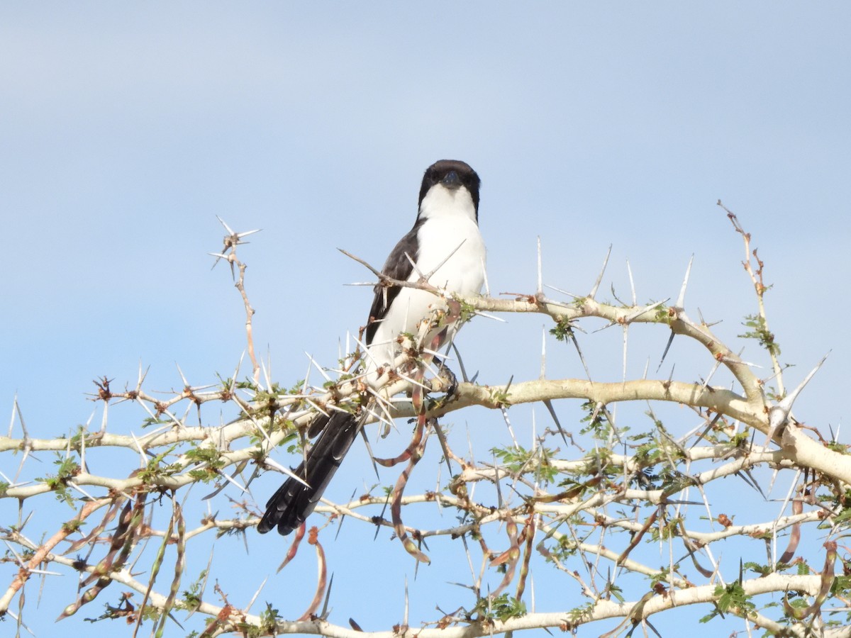 Long-tailed Fiscal - ML616907717