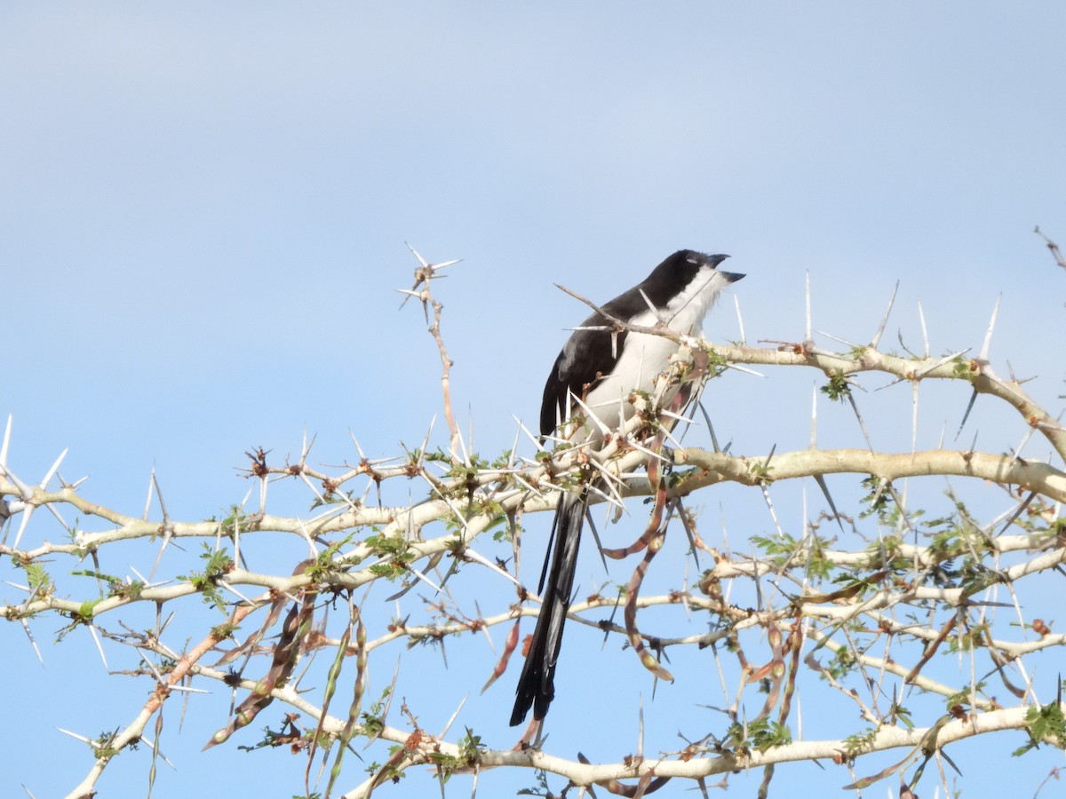 Long-tailed Fiscal - ML616907718
