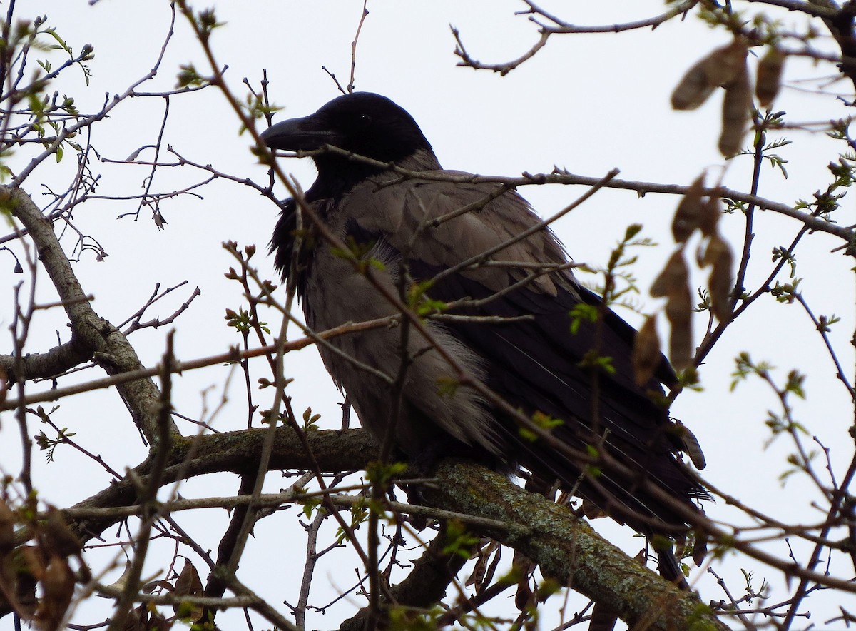 Hooded Crow - ML616907724