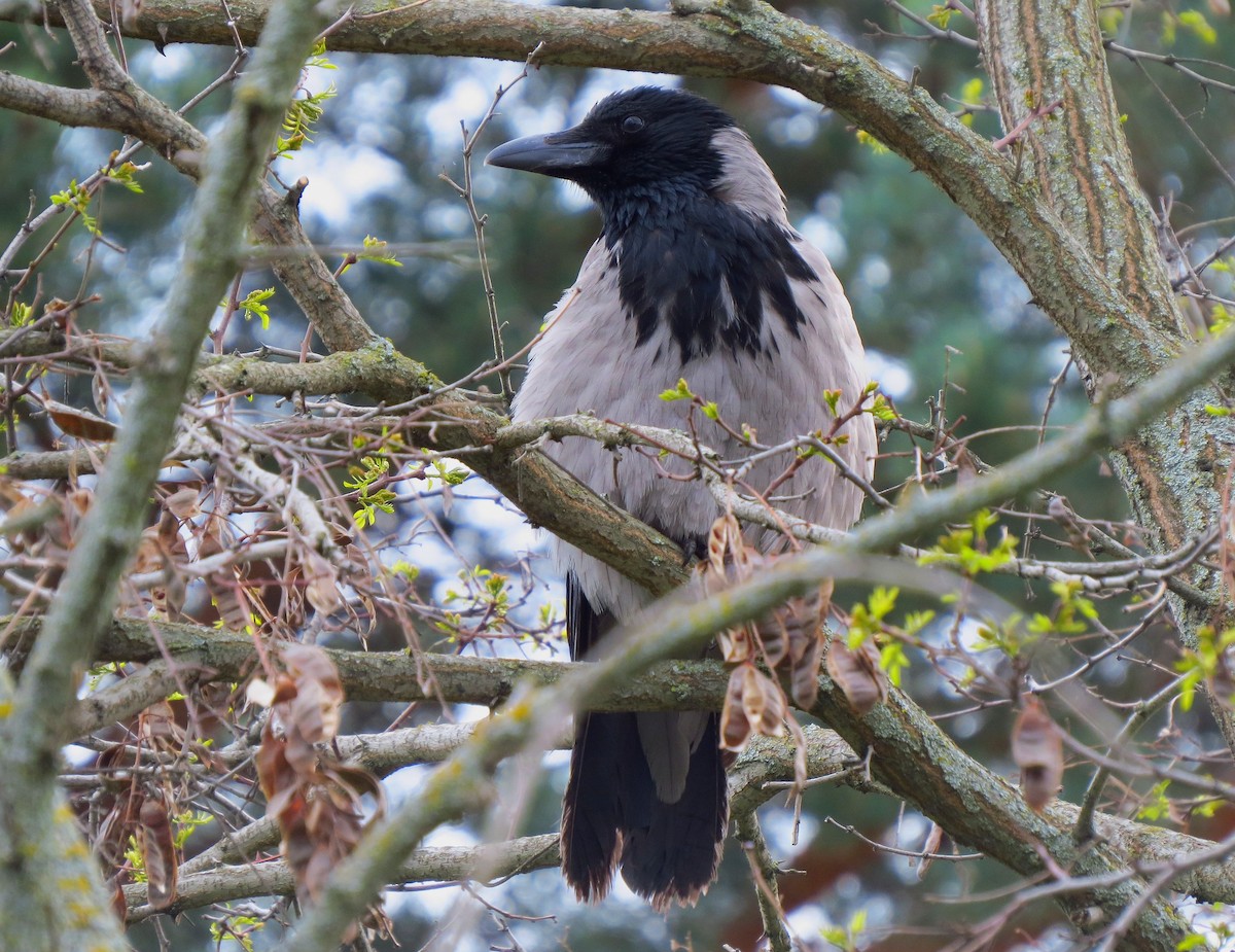 Hooded Crow - ML616907726