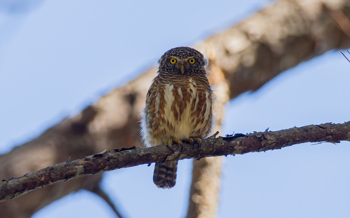 Collared Owlet - ML616907727
