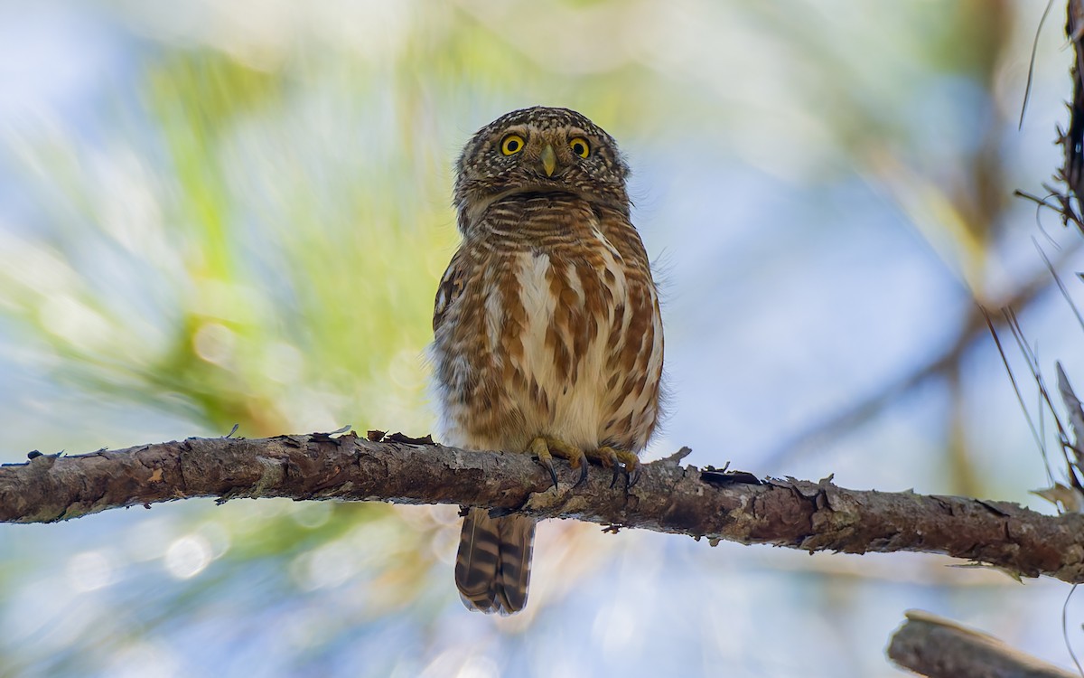 Collared Owlet - ML616907752