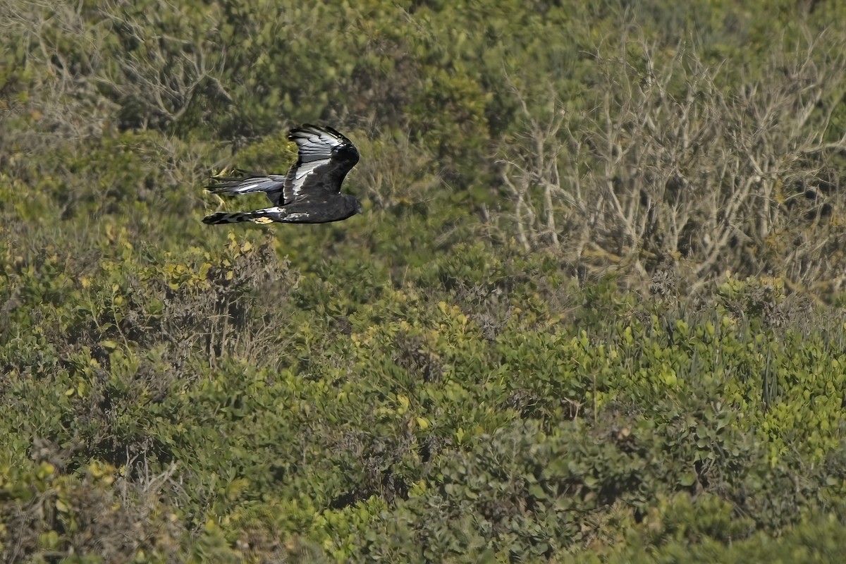 Black Harrier - Xabier Vázquez Pumariño