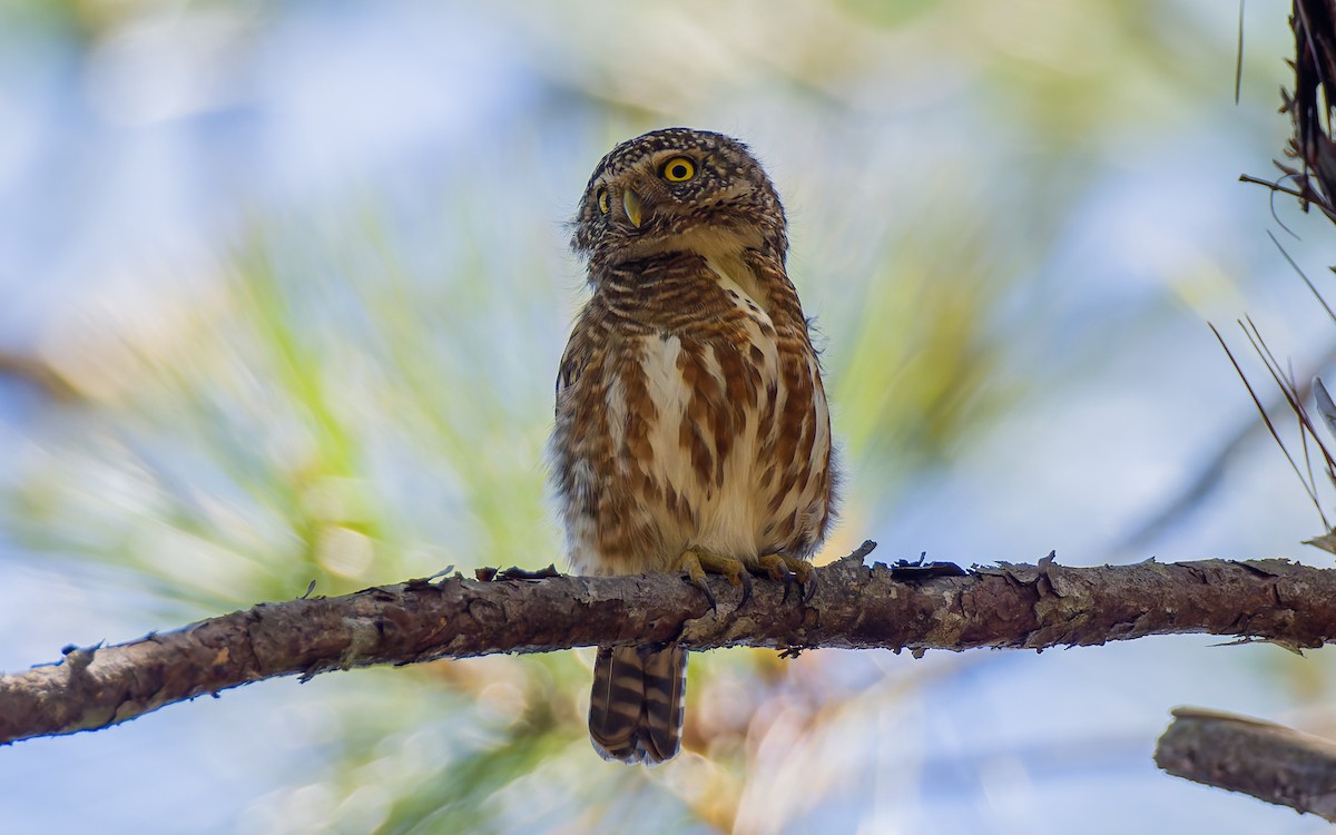 Collared Owlet - ML616907829
