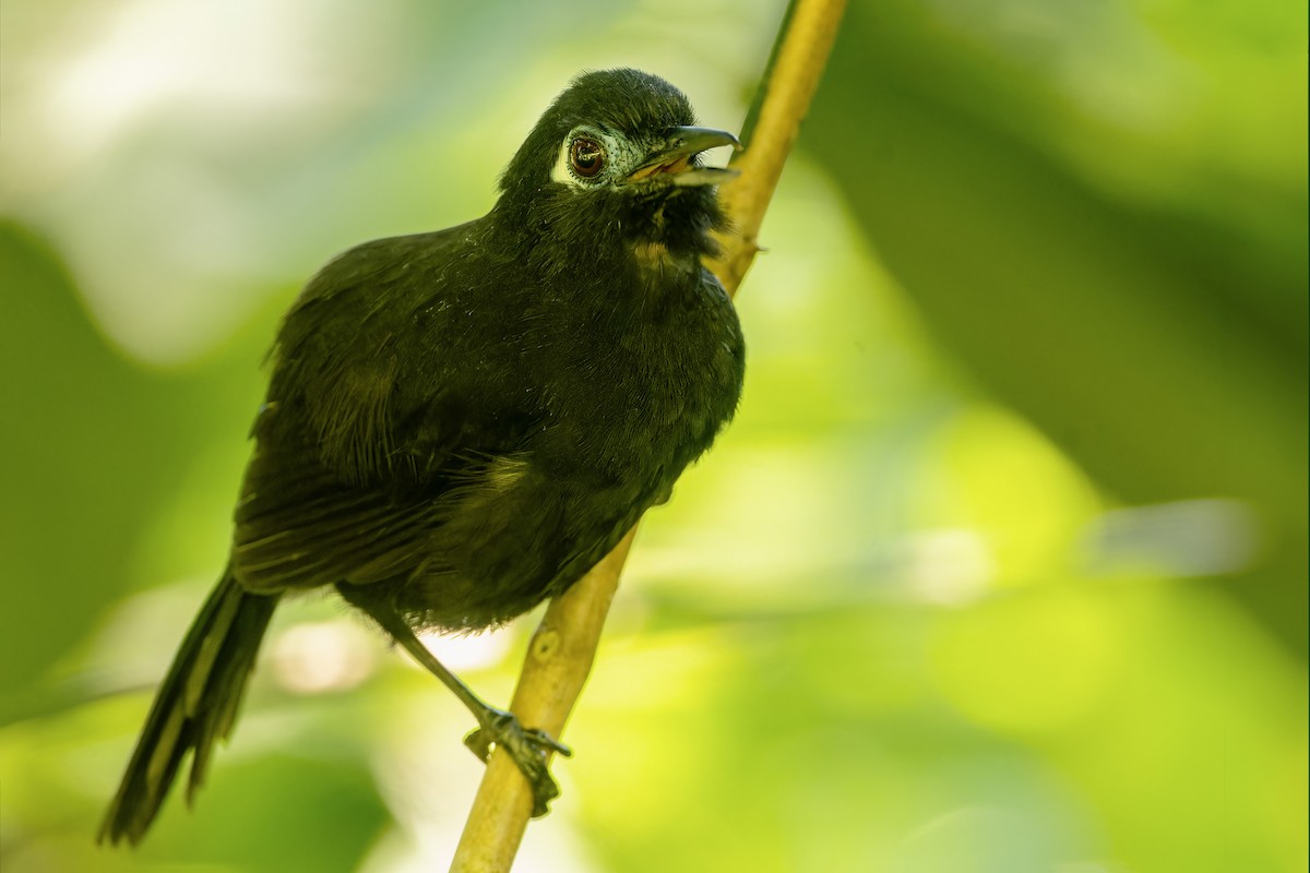 Panamáameisenvogel - ML616907901