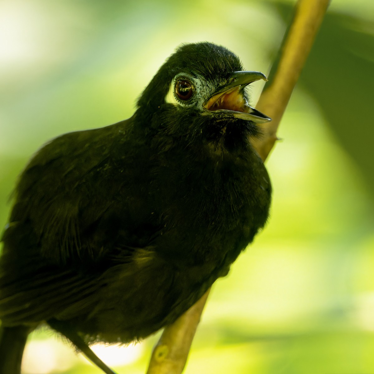 Panamáameisenvogel - ML616907916