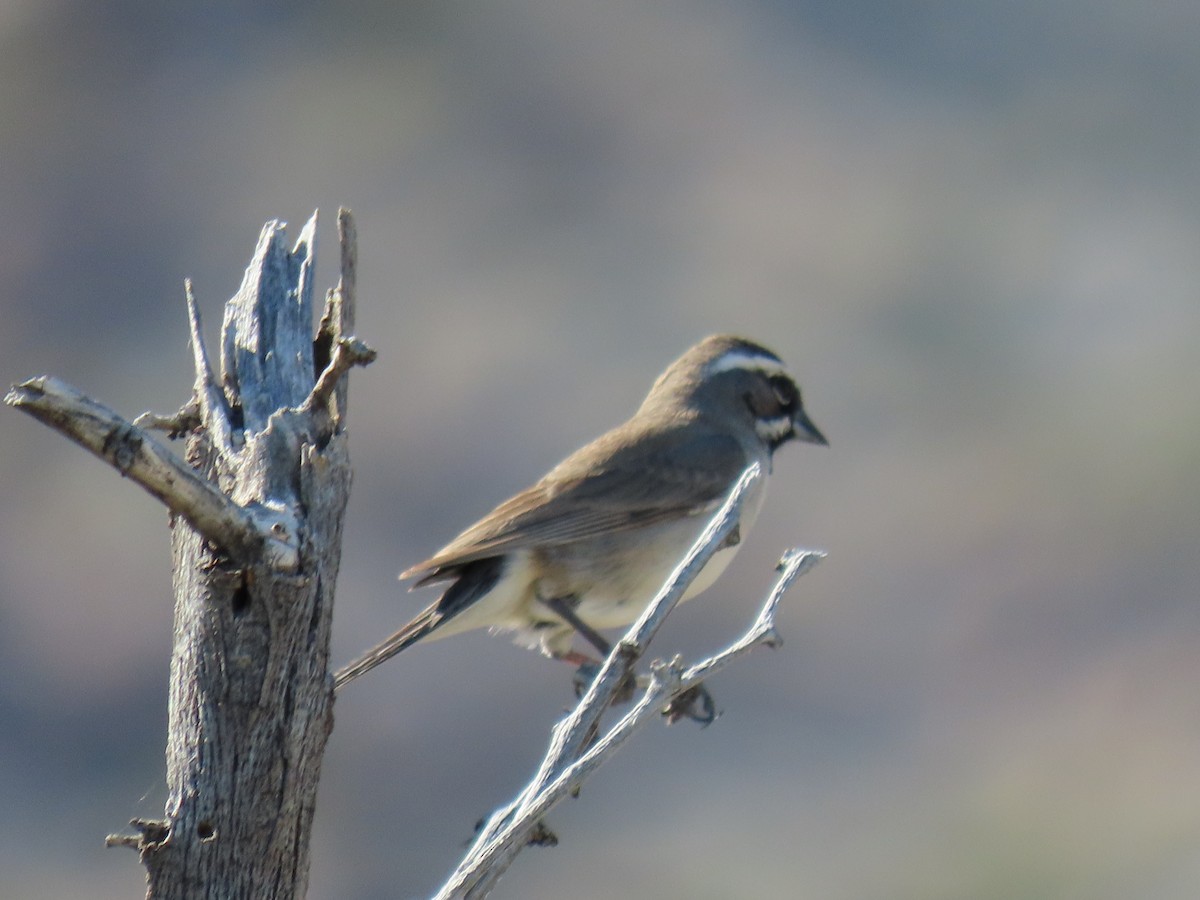 Black-throated Sparrow - ML616907921