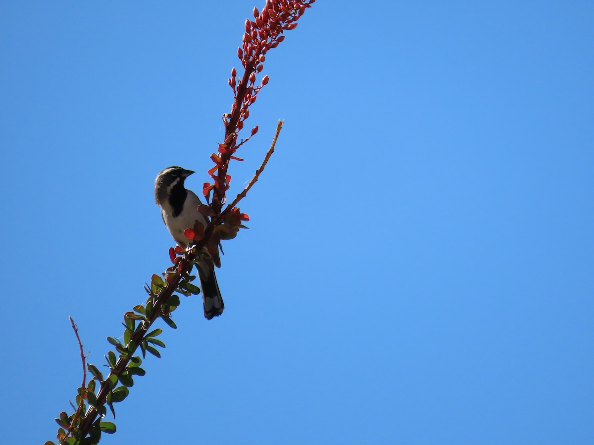 Black-throated Sparrow - ML616907922