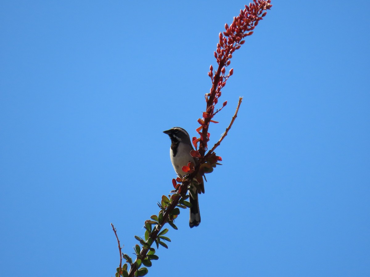Black-throated Sparrow - ML616907923