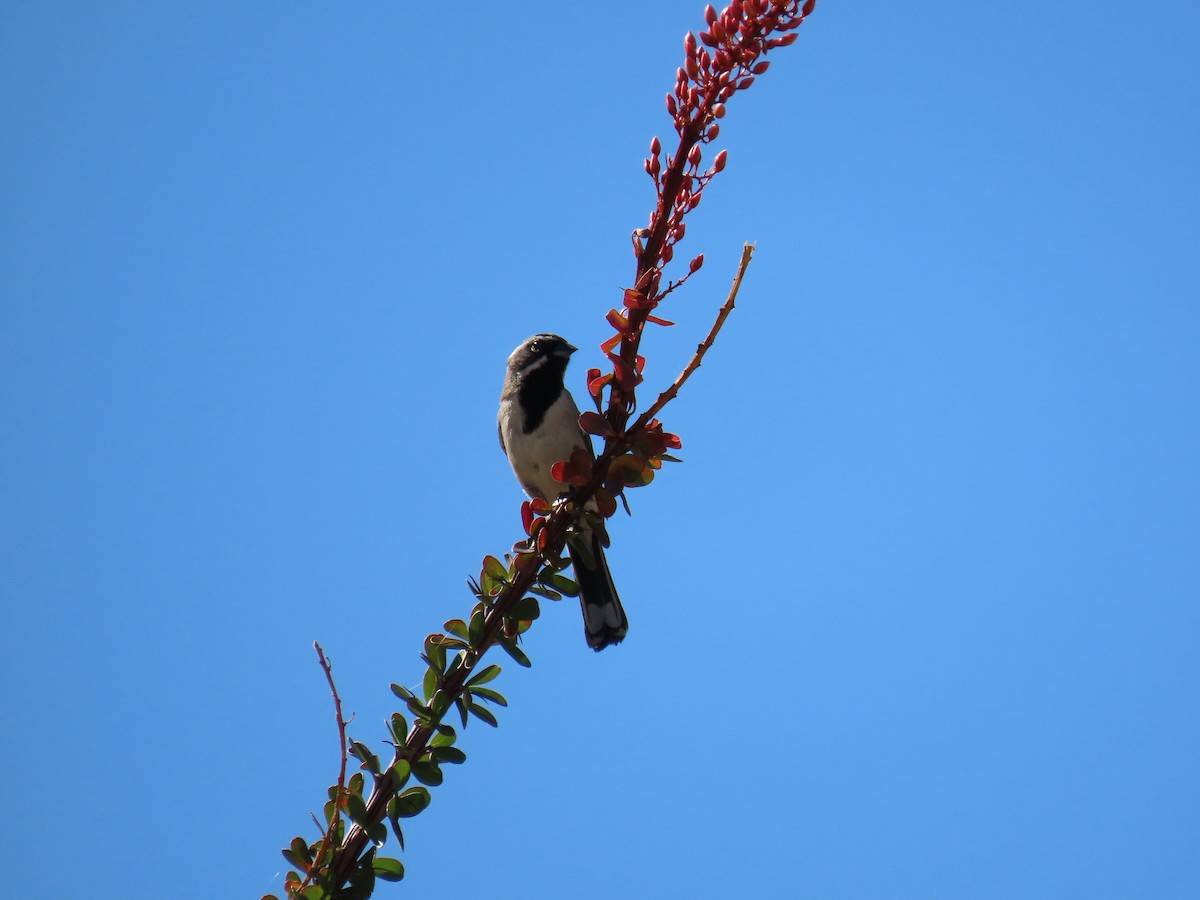 Black-throated Sparrow - Charley Herzfeld
