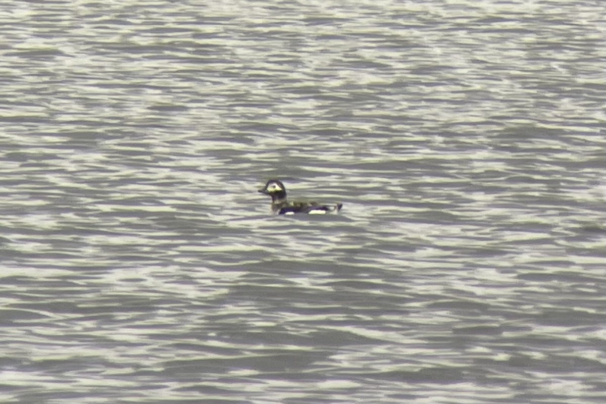 Long-tailed Duck - ML616907955