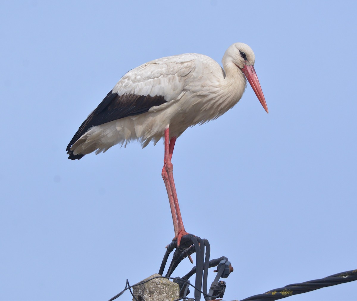 White Stork - ML616907961