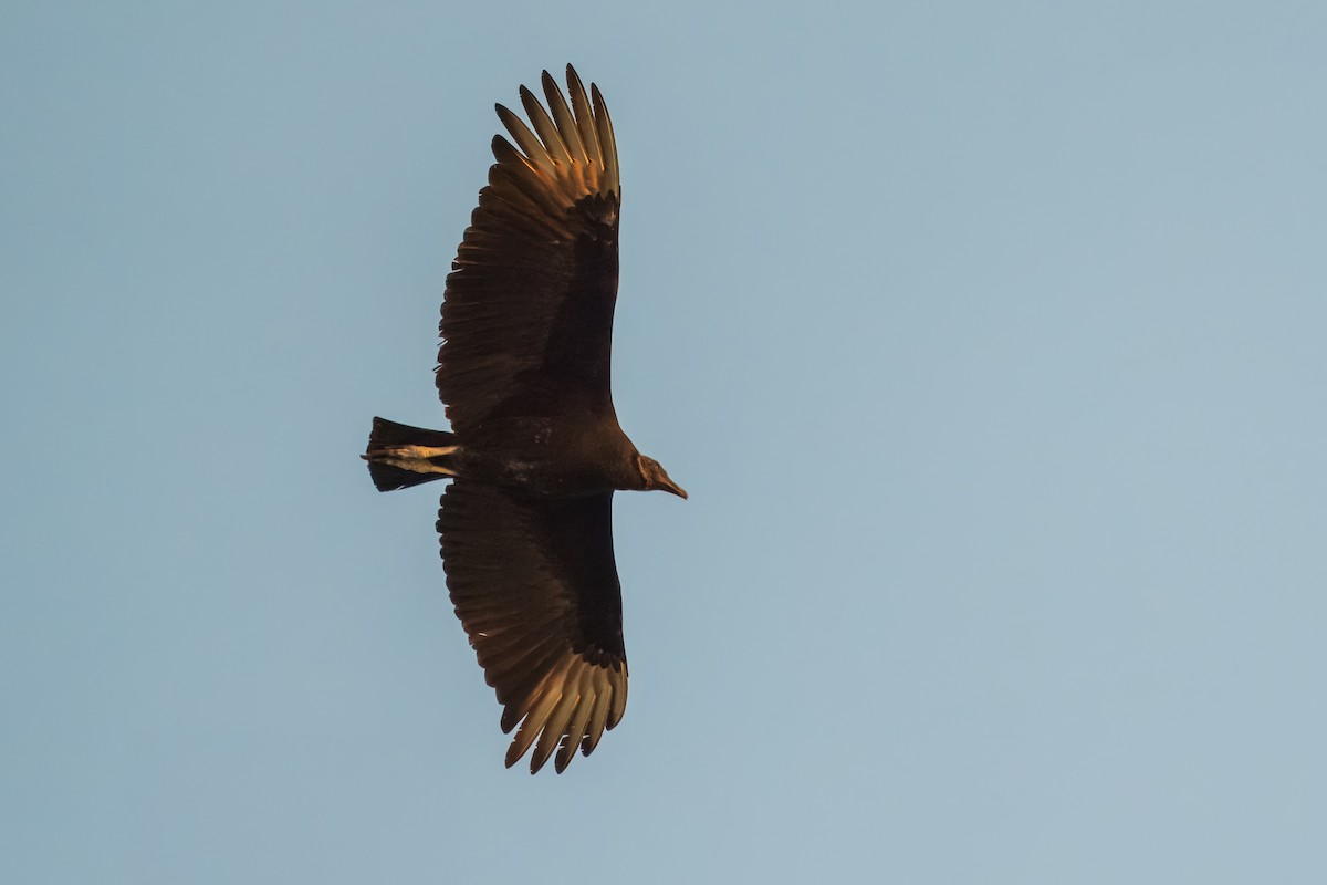 Black Vulture - ML616908107
