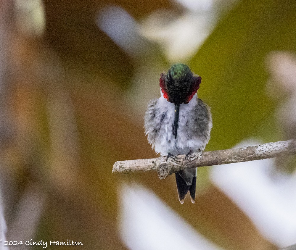 Ruby-throated Hummingbird - ML616908111