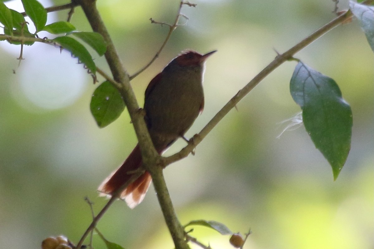 Red-faced Spinetail - ML616908121