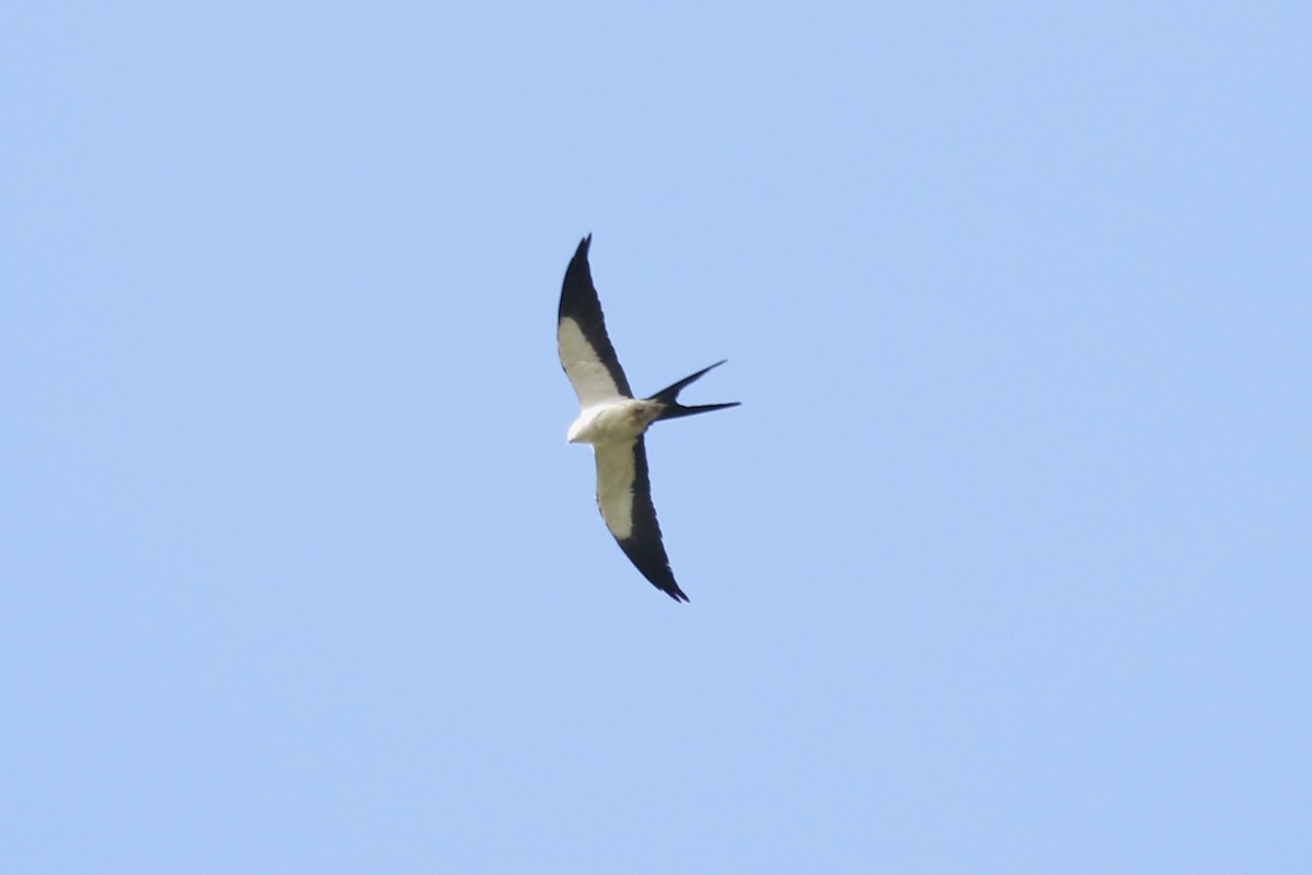 Swallow-tailed Kite - ML616908135