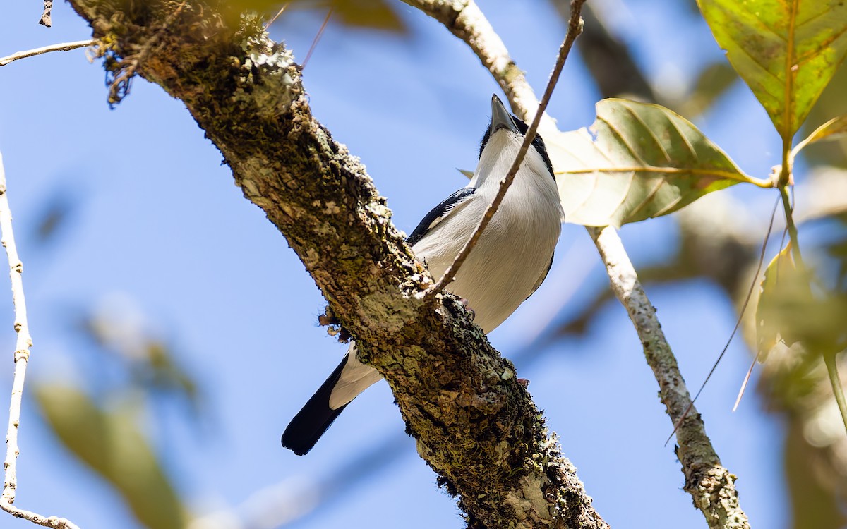 White-browed Shrike-Babbler (Dalat) - ML616908162