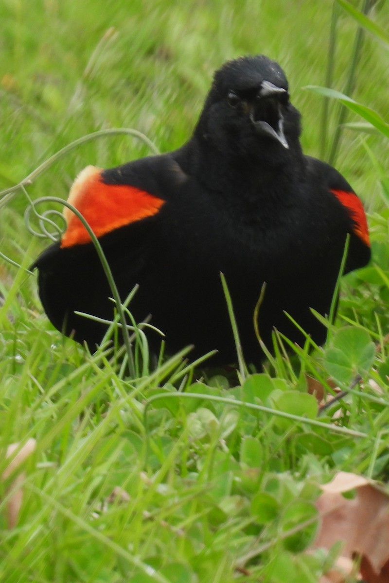 Red-winged Blackbird - ML616908189