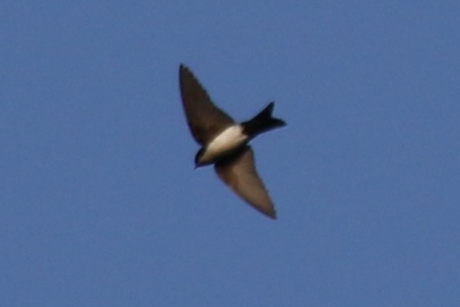 Blue-and-white Swallow - ML616908213