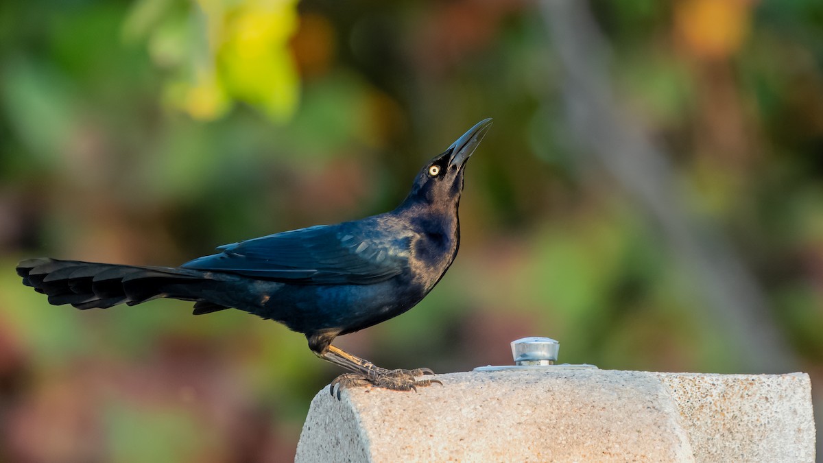 Great-tailed Grackle - ML616908339