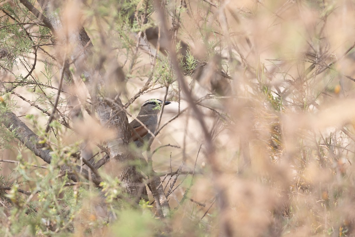 Black-crowned Tchagra (Hooded) - ML616908349