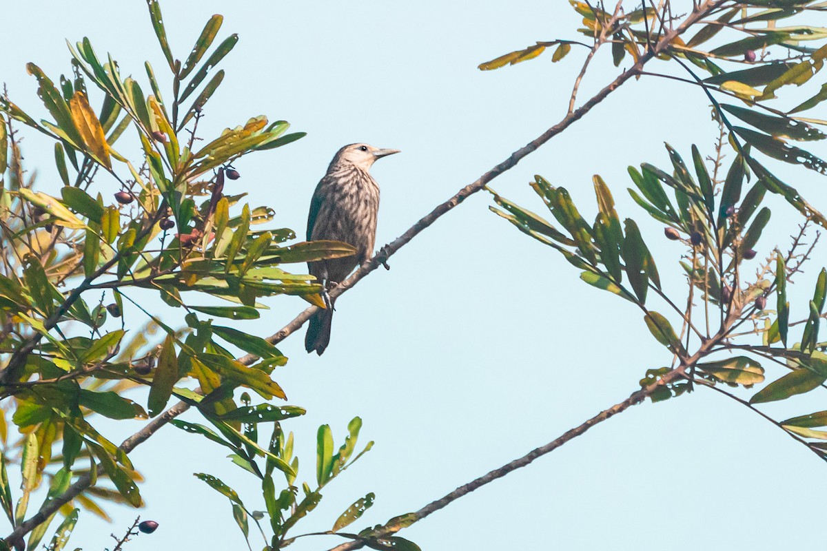 White-faced Starling - ML616908402
