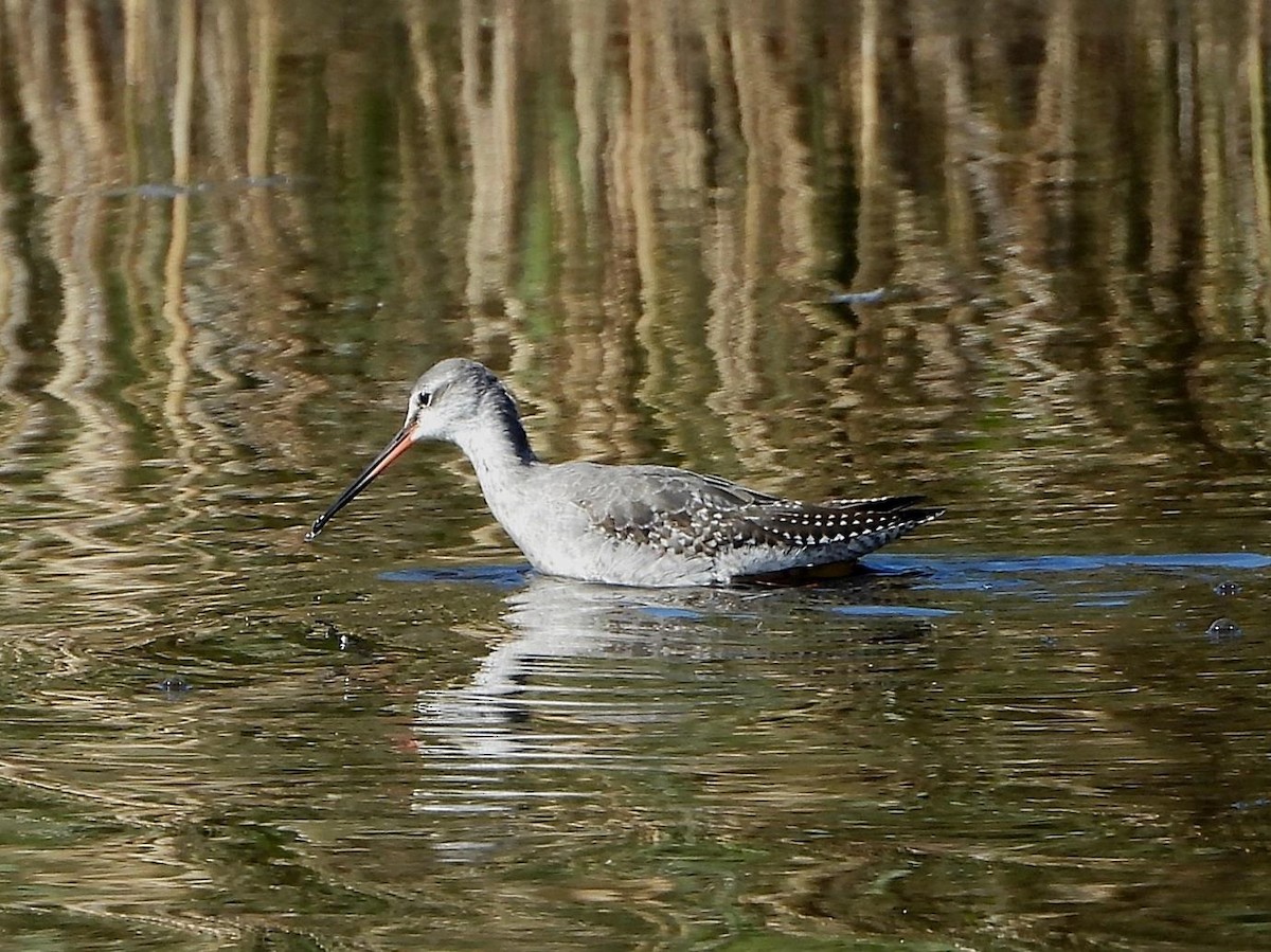 Spotted Redshank - ML616908430